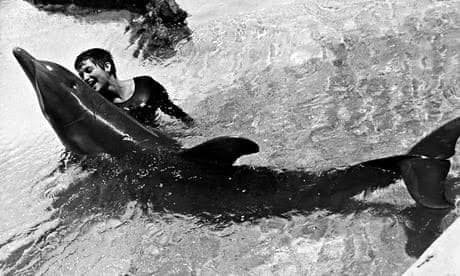 โลมาฆ่าตัวตาย