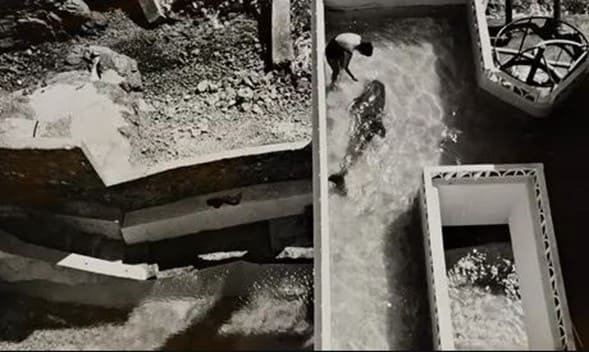 โศกนาฏกรรมของโลมาปีเตอร์