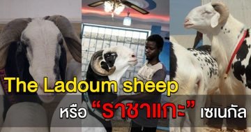 ราชาแกะ