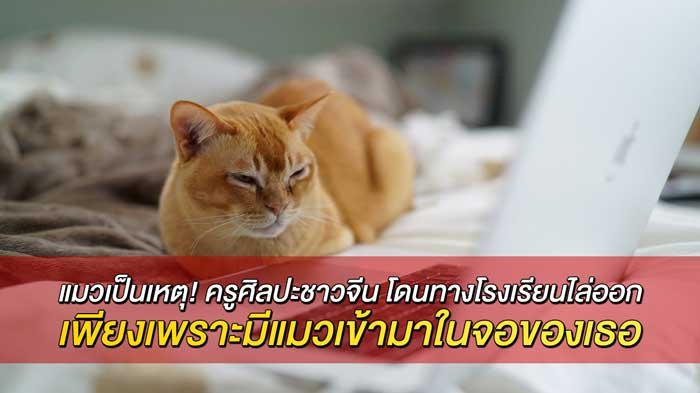 แมวเป็นเหตุ! ครูศิลปะชาวจีน โดนทางโรงเรียนไล่ออก เพียงเพราะมีแมวเข้ามาในจอของเธอขณะกำลังสอนคลาสเรียนออนไลน์