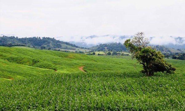 วังน้ำเขียว