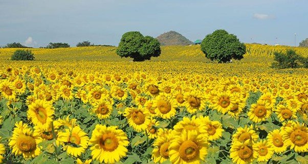 ไร่มณีศร ทุ่งทานตะวัน เขาใหญ่ (MANESORN SUNFLOWER)